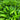 Hosta Little Tuft - Marginal Pond Plants  - BPL047