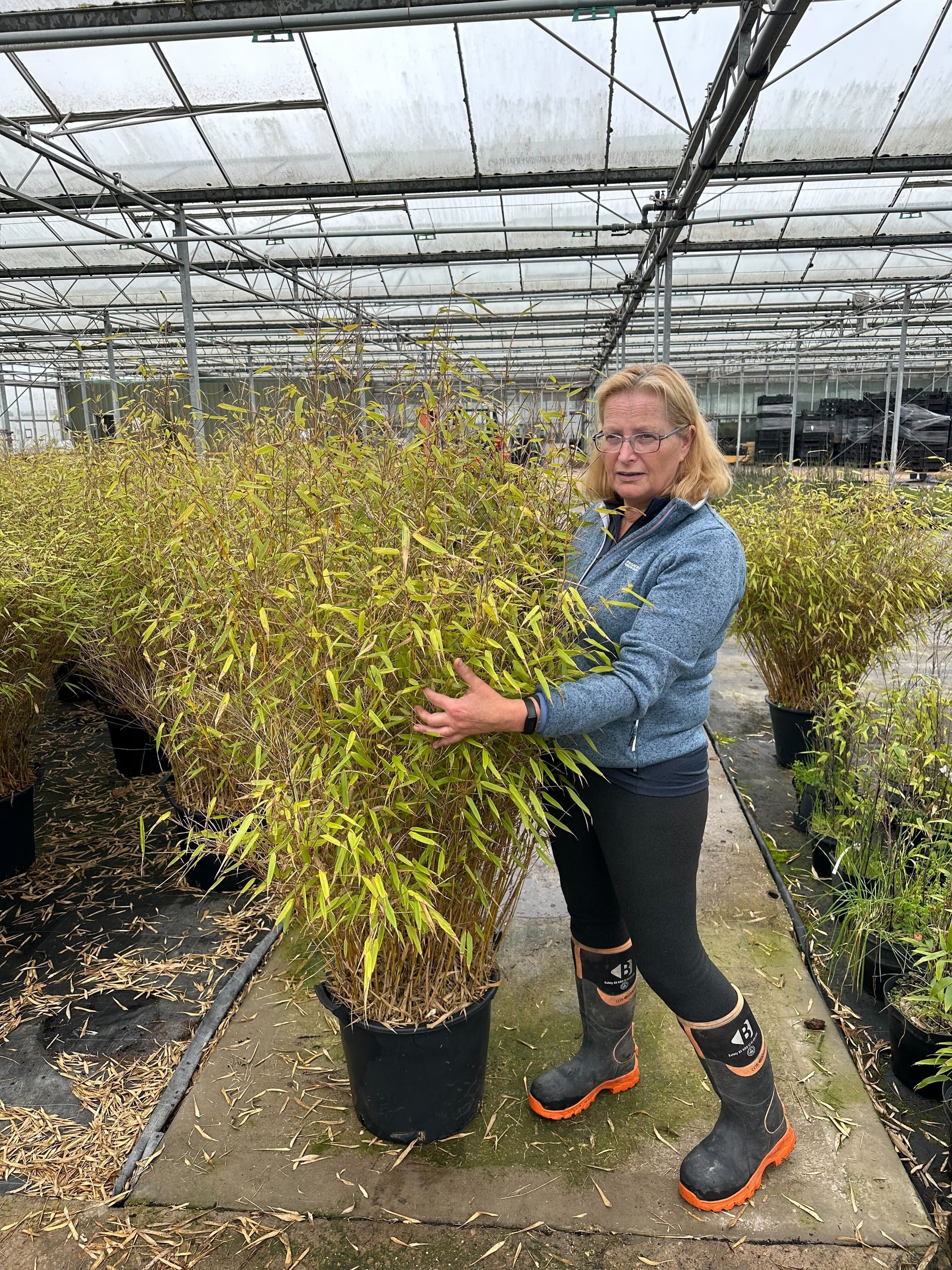 Fargesia Murielae Bimbo Bamboo - Hedge Plants - Hedging