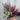 Mix of 3 Calluna Heather (9cm Pot)