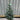 Potted Real Christmas Tree | Picea pungens Super Blue | 70-80cm