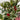 Rhododendron japonica 'Silver Sword' 1L