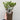 Buddleja davidii 'Manho White’ 1L / 2L