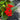 Skimmia japonica 'Veitchii' 3L