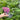 Salvia New Dimensions Rose 9cm/1.5L