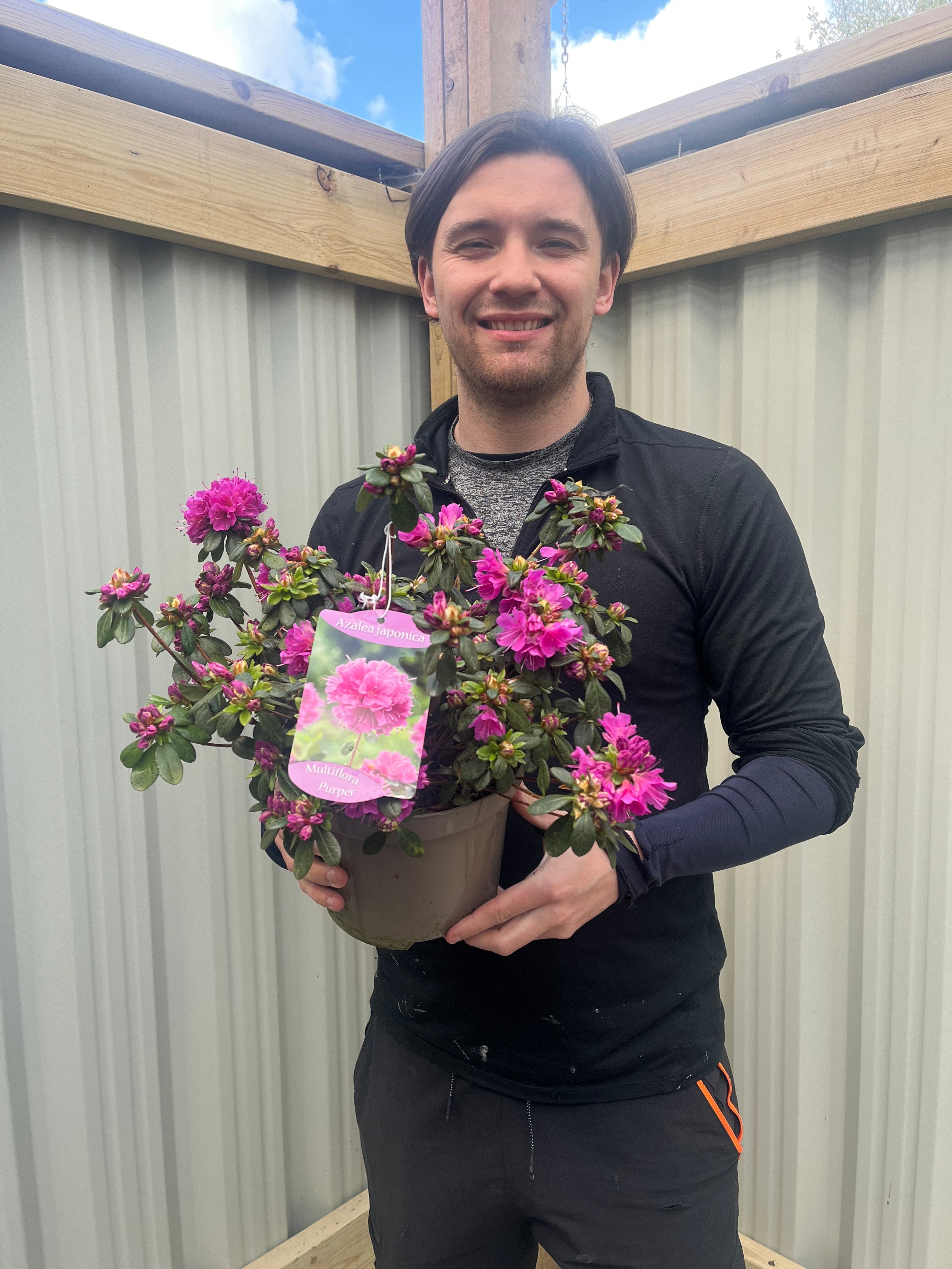 Azalea japonica 'Multiflora Purper' 1.5L – Lincspplants