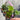 Euonymus Mix (6 Plants in 9cm Pots)