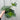 Lupin White Shades 3L