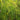 Cyperus Percamenthus 'King Tut' - Packs