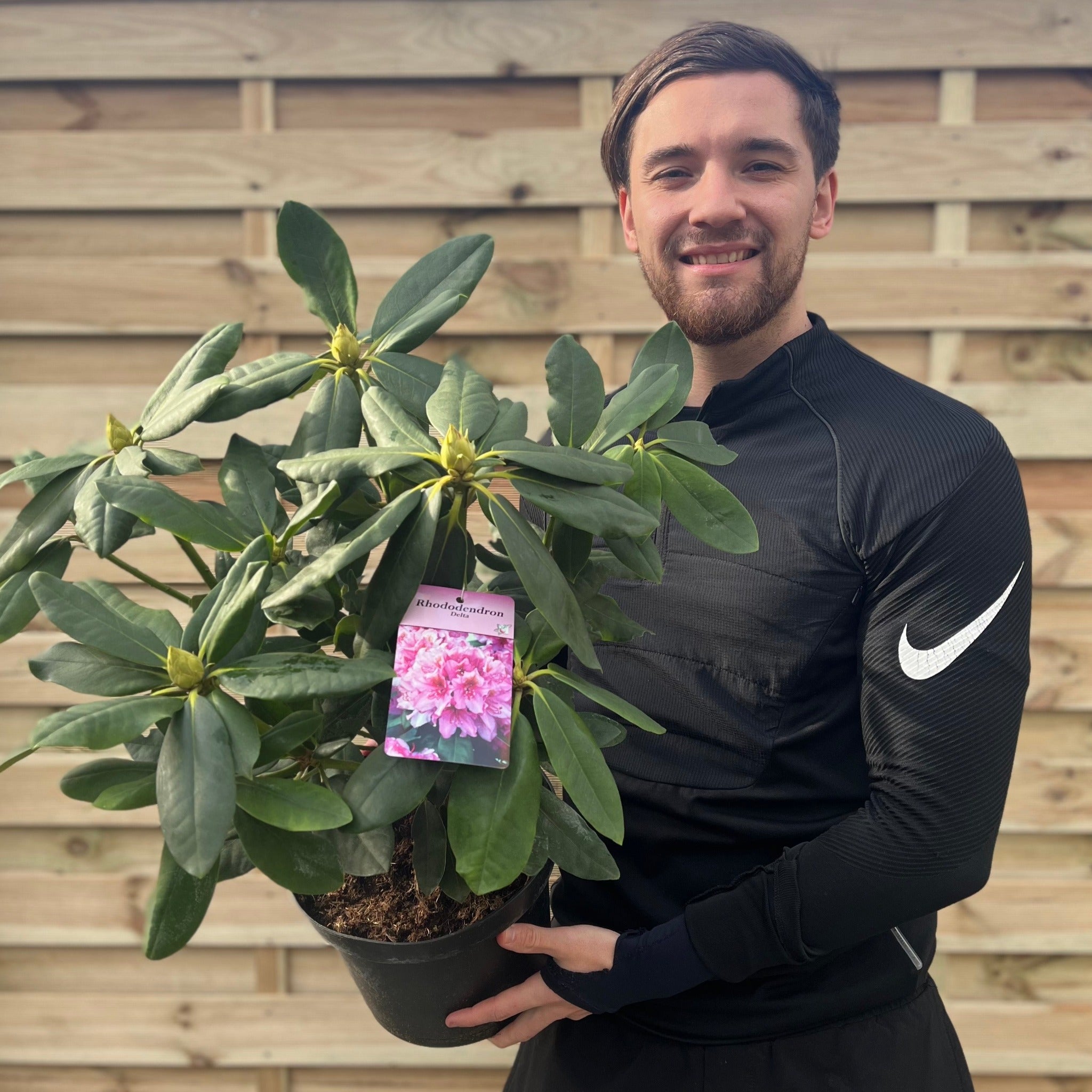 2l Pot Rhododendron Rhododendron Delta 2L / 5L – Lincspplants