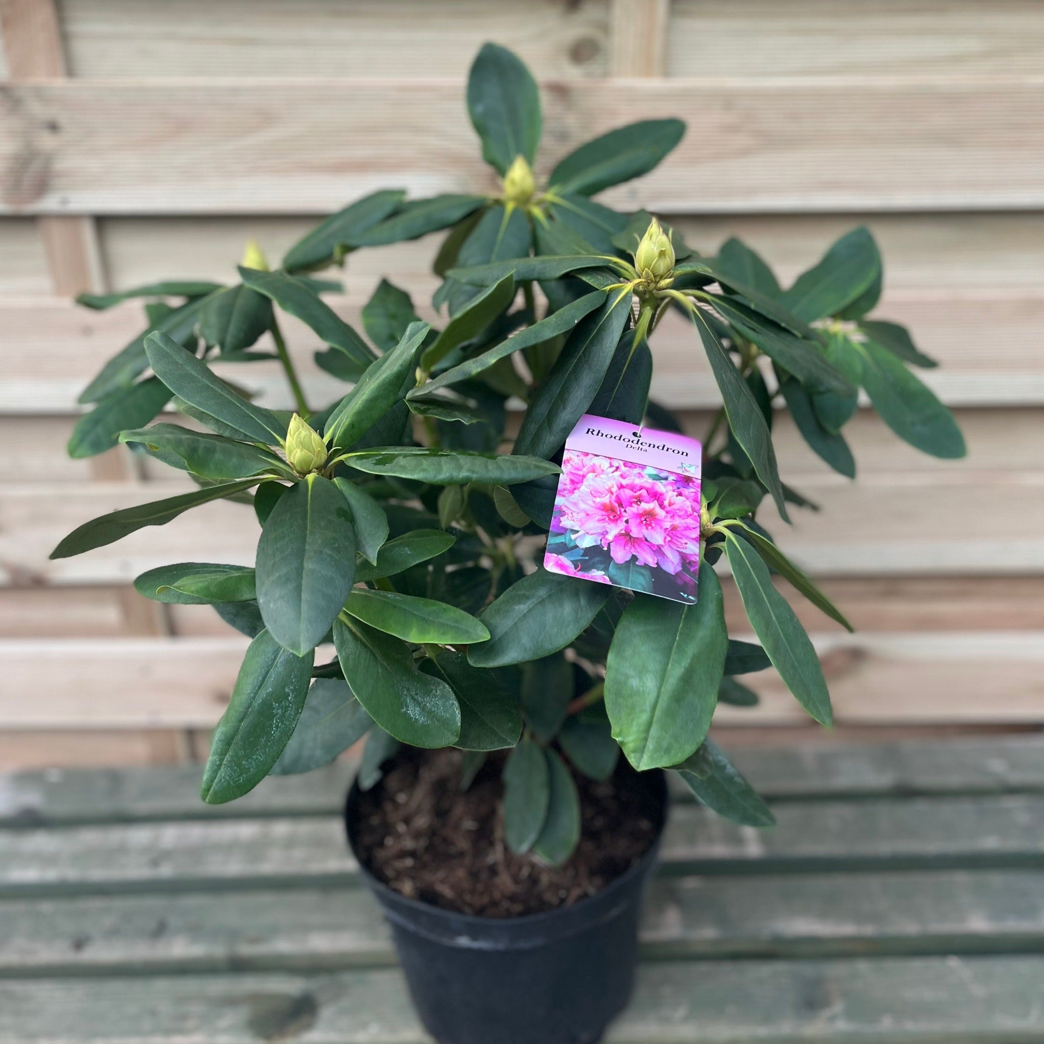 2l Pot Rhododendron Rhododendron Delta 2L / 5L – Lincspplants