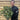 Rhododendron Roseum Elegans 2-5L