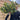 Standard Plaited Holly Tree | Ilex 'Nellie Stevens'| 100cm