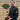 Braided Stem Standard Bay Tree | Laurus nobilis |5L -  75-85cm