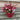 Saxifraga Alpino Early Picotee 2L