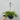 Hosta 'Wide Brim' 9cm/2L