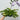 Hosta 'Wide Brim' 9cm/2L