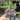 Lavender stoechas 'Javelin White' 9cm/1.5L