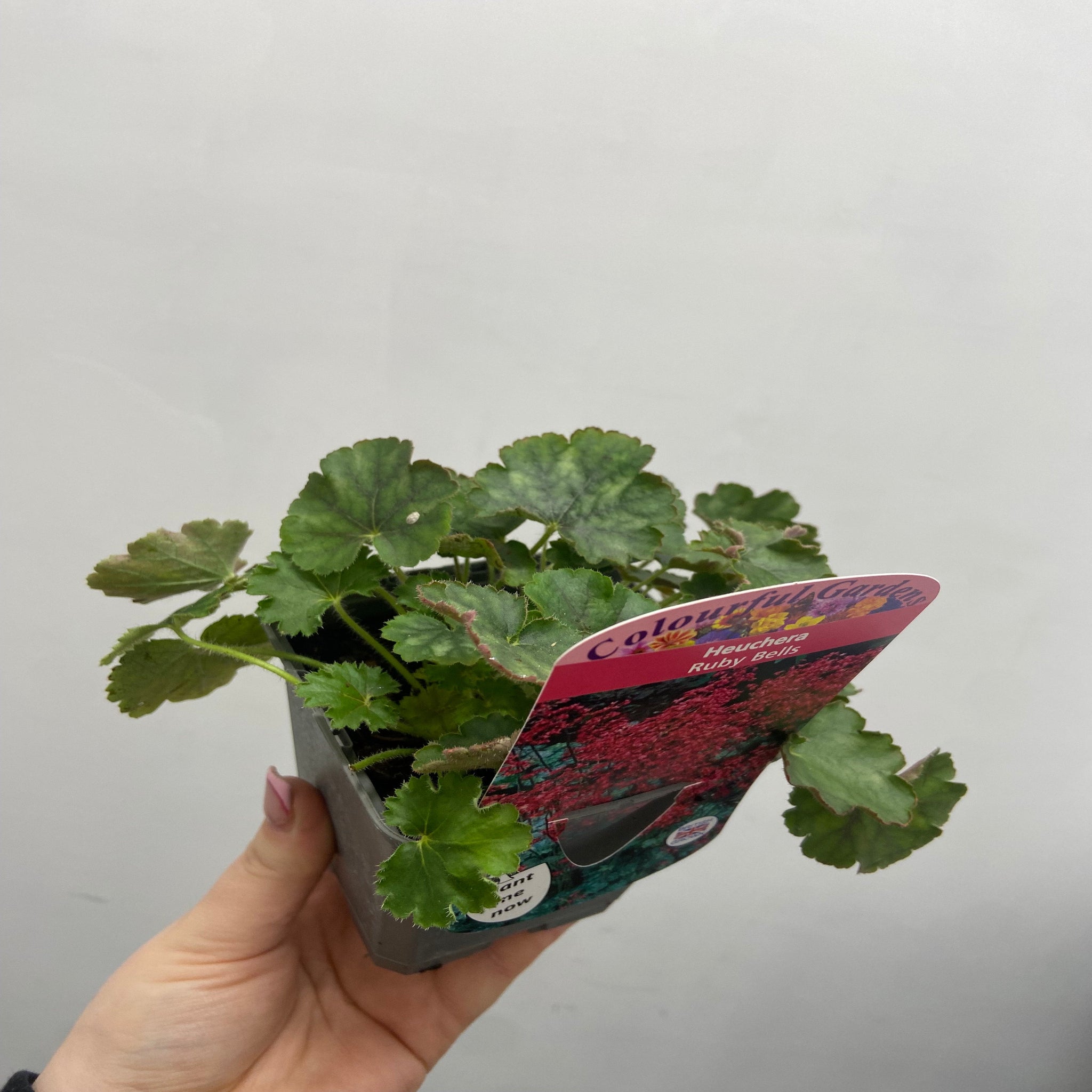 Lin Lin Bells Heuchera 'Ruby Bells' 9cm/2L Growers Pot – Lincspplants