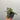 Papaver orientale  'Royal Wedding' | Oriental Poppy 9cm/2L