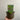 Sanguisorba Proud Mary 2L