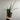 Libertia formosa 9cm/2L