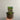 Sanguisorba Plum Drops 2L