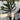 Araucaria Araucana Monkey Puzzle Tree  | Large Tree | 7.5L Pot | Height including pot 70-80cm