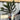 Araucaria Araucana Monkey Puzzle Tree  | Large Tree | 7.5L Pot | Height including pot 70-80cm