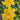 Caltha palustris polypetala, marsh marigold, marginal pond plant