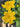 Caltha palustris polypetala, marsh marigold, marginal pond plant