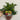 Dahlia 1.5L (Our Choice)