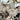 Ornamental Flowering Cherry Blossom Tree -  Nipponica ‘Brilliant' 7.5L 1m