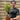 Olive Tree | Hardy Evergreen Potted Tree | 50-60cm