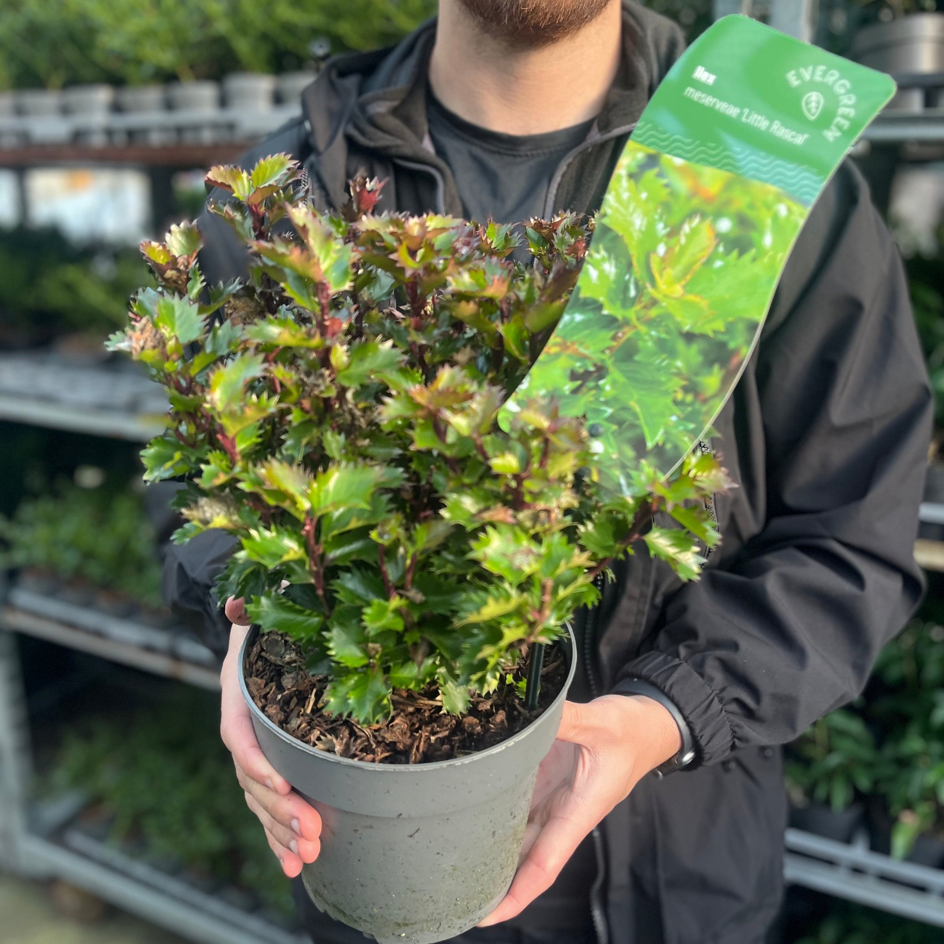 Ilex meserveae 'Little Rascal' Holly 2L – Lincspplants