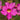 Incarvillea Delavayi
