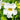 Incarvillea Delavayi 'Snowtop'