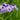 Iris Ensata Activity - Marginal Pond Plants - BP051
