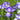 Iris Ensata Dinner Plate cheesecake - Marginal Pond Plants - BP110