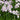 Iris Ensata Dinner Plate jell-o - Marginal Pond Plants - BP112