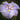 Iris Ensata Dinner Plate Wave Action - Marginal Pond Plants - BP113