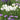 Iris Ensata Dramatic Moment - Marginal Pond Plants - BP054