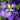 Iris ensata 'Electric Rays' - Marginal Pond Plants - BP056