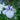 Iris ensata 'Fortune' - Marginal Pond Plants - BP059