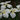 Iris ensata 'Goldbound' - Marginal Pond Plants - BP062