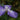 Iris ensata 'Gracieuse' - Marginal Pond Plants - BP060