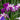 Iris ensata 'Harlequinesque' - Marginal Pond Plants - BP063
