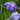 Iris ensata 'Greywoods Catrina'