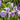 Iris Laevigata ‘Rose Queen’ - Marginal Pond Plants - MPP049