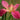 Iris louisiana "Andy Dandy" - Marginal Pond Plants - MPA130