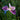 Iris 'Louisiana Colorific'
